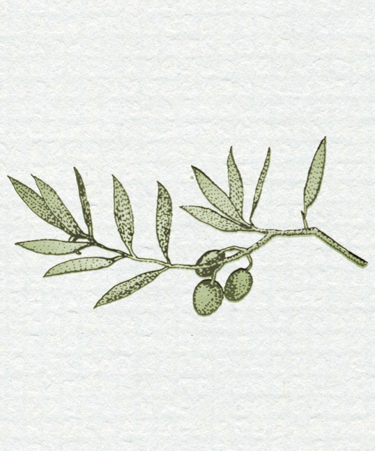 Olive Branch